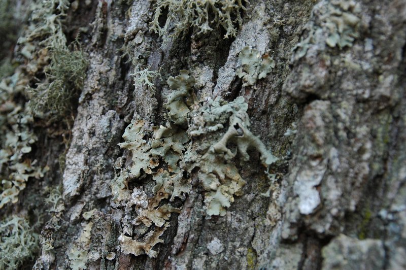 Lichens forestiers 3.3.2013 010